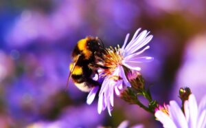 Humlebier: Naturens Uundgåelige Kystbeskyttere